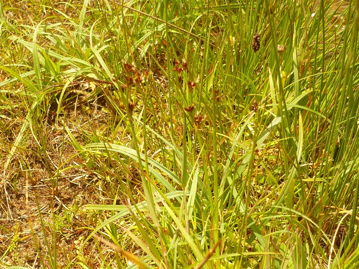 Juncus alpinoarticulatus subsp. alpinoarticulatus (Juncaceae)